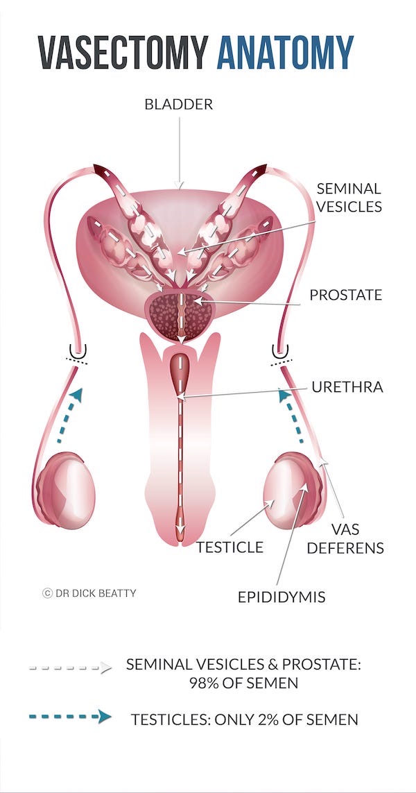 How Vasectomy works and where sperm and semen come from - portrait version